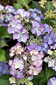 HYDRANGEA CLASSIC TIFFANY PURPLE