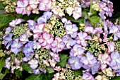 HYDRANGEA CLASSIC TIFFANY PURPLE