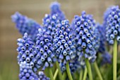 MUSCARI EARLY BIRD