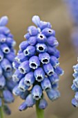 MUSCARI EARLY BIRD