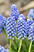 MUSCARI EARLY BIRD