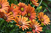 OSTEOSPERMUM FLOWER POWER CHILI