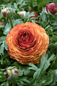 RANUNCULUS CHOCOLATE