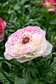 RANUNCULUS PINK BICOLOUR