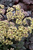 SEDUM SEDUCTION YELLOW GREEN