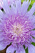 STOKESIA KLAUS JELITTO