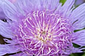 STOKESIA KLAUS JELITTO