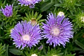 STOKESIA LAEVIS MELS BLUE