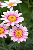 ARGYRANTHEMUM MADEIRA PINK HALO