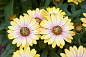 OSTEOSPERMUM FLOWER POWER PINK HONEY