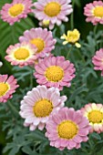 ARGYRANTHEMUM MIXED CANDIES