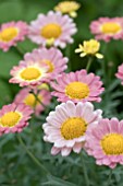 ARGYRANTHEMUM MIXED CANDIES