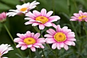 ARGYRANTHEMUM MADEIRA PINK HALO