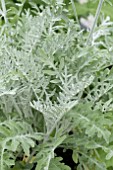 CENTAUREA SILVER FEATHER