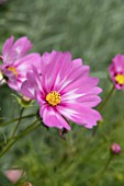 COSMOS BIPPINATUS CAPRIOLA