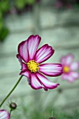 COSMOS BIPPINATUS CANDY STRIPE