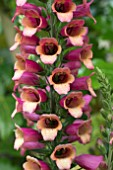 DIGITALIS FOXLIGHT RUBY GLOW