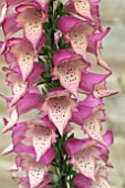 DIGITALIS FOXLIGHT ROSE IVORY