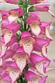 DIGITALIS FOXLIGHT ROSE IVORY