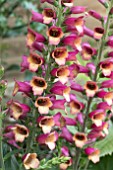 DIGITALIS FOXLIGHT RUBY GLOW