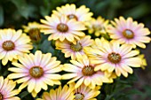 OSTEOSPERMUM FLOWER POWER PINK HONEY