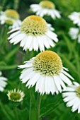 ECHINACEA DELICIOUS ICE