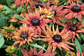 RUDBECKIA ENCHANTED EMBERS