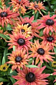 RUDBECKIA ENCHANTED EMBERS