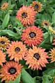 RUDBECKIA ENCHANTED FLAME