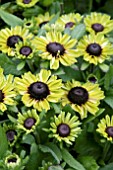 RUDBECKIA ENCHANTED EMBERS