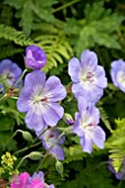 GERANIUM AZURE RUSH