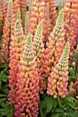 LUPINUS GLADIATOR