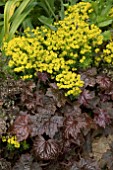 EUPHORBIA AND HEUCHERA COMBINATION