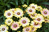 OSTEOSPERMUM FLOWER POWER PINK HONEY