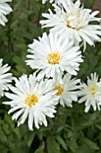 LEUCANTHEMUM X SUPERBUM MOUNT HOOD