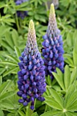 LUPINUS MELODY