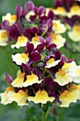 NEMESIA AROMA HEART OF GOLD