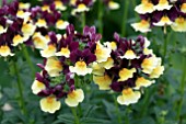 NEMESIA AROMA HEART OF GOLD