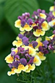 NEMESIA AROMA PLUMS AND CUSTARD