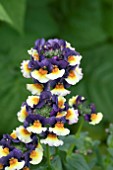 NEMESIA HONEY BICOLOUR ORANGE FLAME