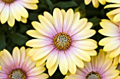 OSTEOSPERMUM FLOWER POWER PINK HONEY