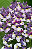 NEMESIA LADY JANE