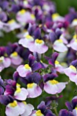 NEMESIA LADY JANE