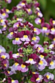 NEMESIA SUNPEDDLE PAINTED ROSE