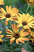 OSTEOSPERMUM TRADEWINDS BRONZE