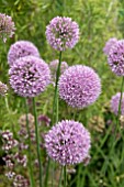 ALLIUM QUATRO