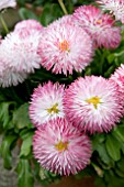 BELLIS PERENNIS HABANERA PINK