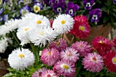 BELLIS PERENNIS HABANERA PINK AND WHITE