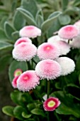 BELLIS PERENNIS BELLISIMA PINK