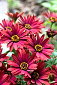 OSTEOSPERMUM FLOWER POWER RED